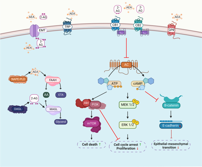 Role of the endocannabinoid system in the pathophysiology of endometriosis and therapeutic implications.