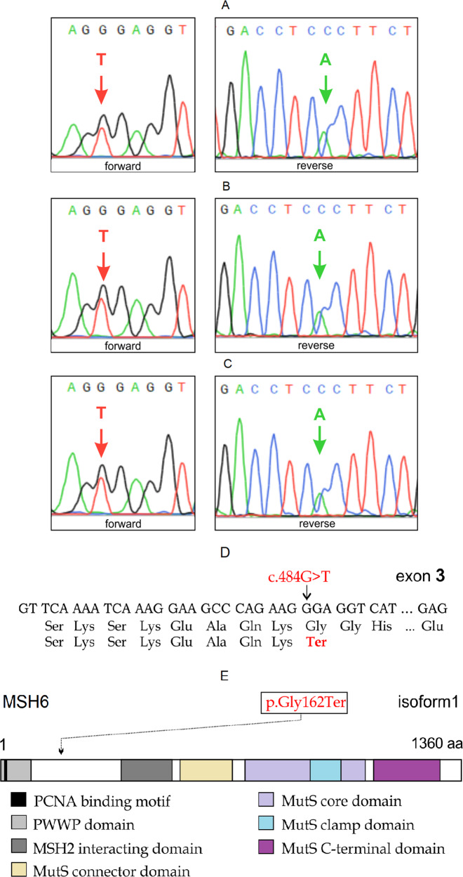 An MSH6 germline pathogenic variant p.Gly162Ter associated with Lynch syndrome.