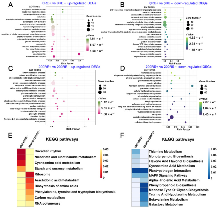 Comprehensive Analysis of Transcriptome and Metabolome Elucidates the Molecular Regulatory Mechanism of Salt Resistance in Roots of <i>Achnatherum inebrians</i> Mediated by <i>Epichloë gansuensis</i>.