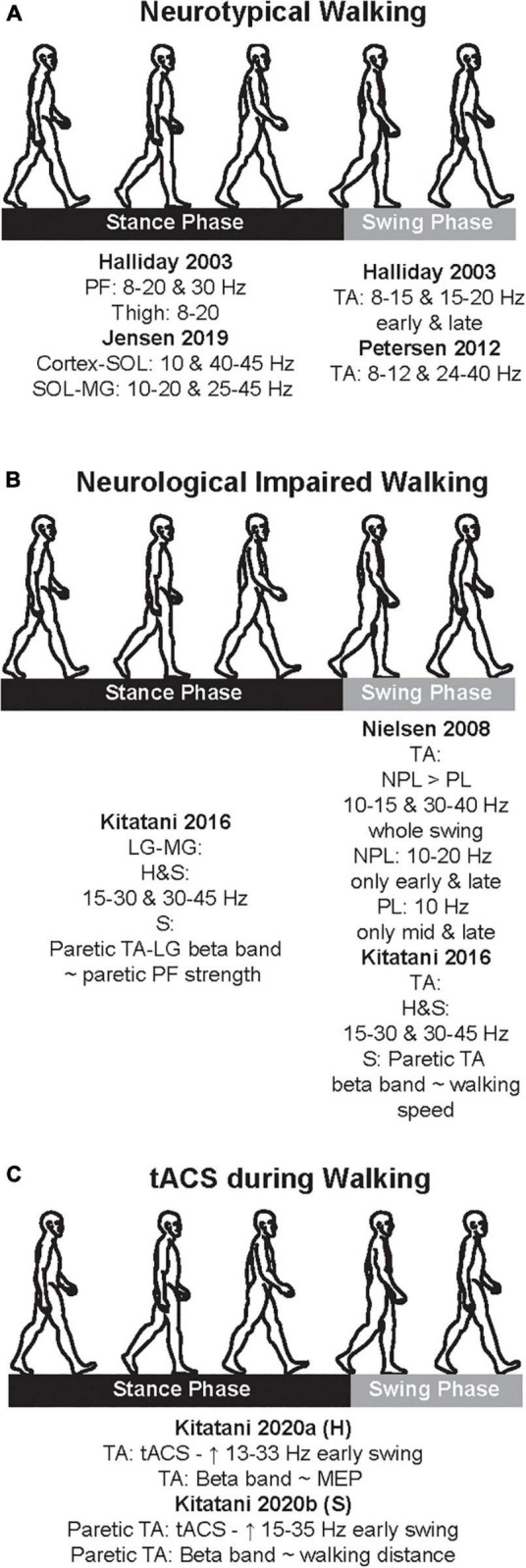 Is there frequency-specificity in the motor control of walking? The putative differential role of alpha and beta oscillations.