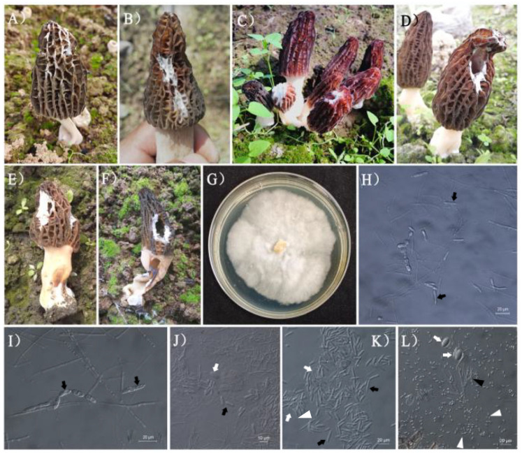 Epidemic Identification of Fungal Diseases in <i>Morchella</i> Cultivation across China.