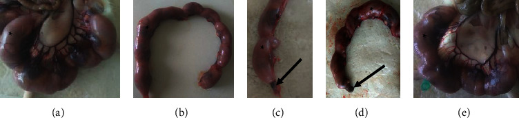 Prenatal Developmental Toxicity and Histopathological Changes of the Placenta Induced by <i>Syzygium guineense</i> Leaf Extract in Rats.