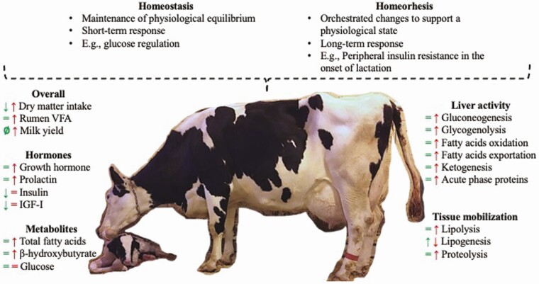 Feeding dairy cows for improved metabolism and health.