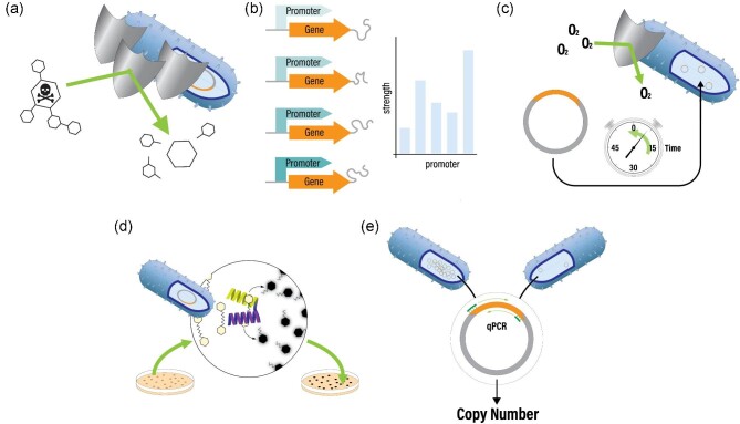 Expanding the genetic engineering toolbox for the metabolically flexible acetogen Eubacterium limosum.