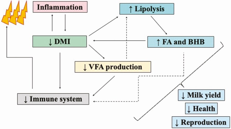 Feeding dairy cows for improved metabolism and health.