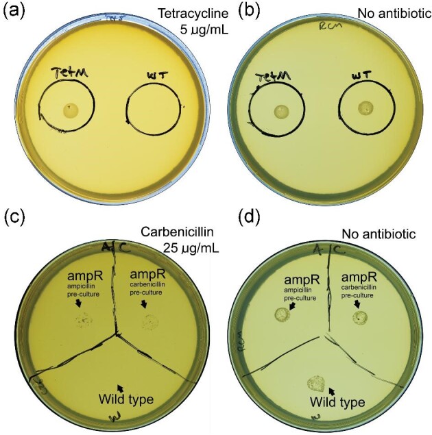 Expanding the genetic engineering toolbox for the metabolically flexible acetogen Eubacterium limosum.