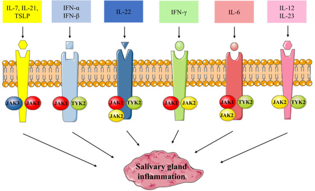 JAK/STAT Pathway Targeting in Primary Sjögren Syndrome.