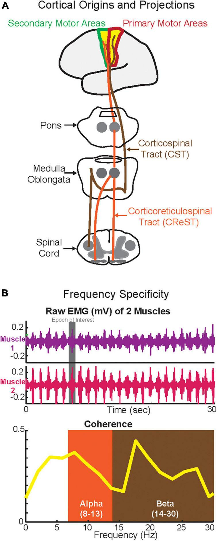 Is there frequency-specificity in the motor control of walking? The putative differential role of alpha and beta oscillations.