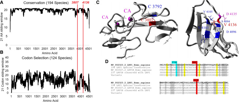 Autosomal recessive LRP1-related syndrome featuring cardiopulmonary dysfunction, bone dysmorphology, and corneal clouding.