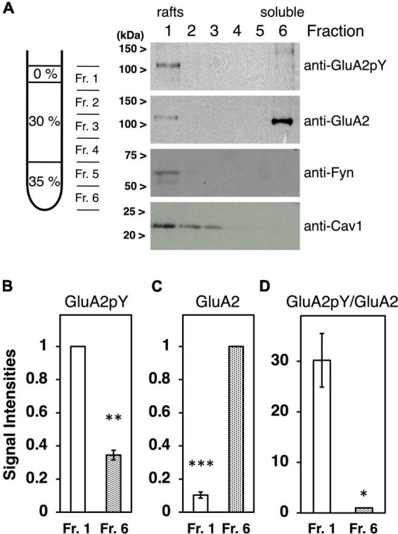 Membrane lipid rafts are required for AMPA receptor tyrosine phosphorylation.