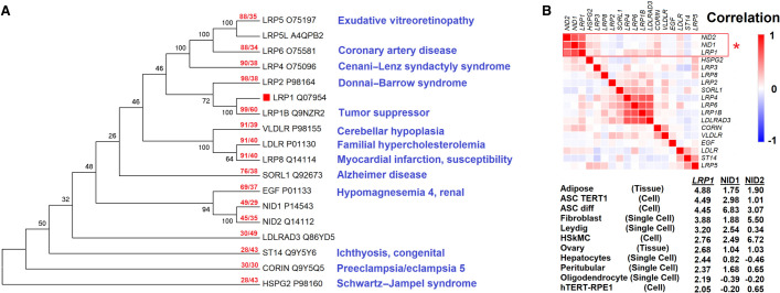 Autosomal recessive LRP1-related syndrome featuring cardiopulmonary dysfunction, bone dysmorphology, and corneal clouding.