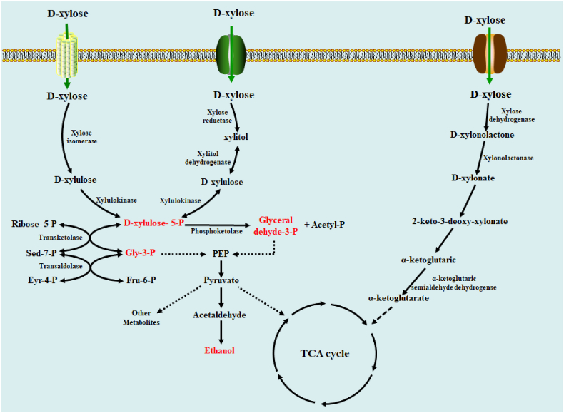 Biosynthesis of value-added bioproducts from hemicellulose of biomass through microbial metabolic engineering