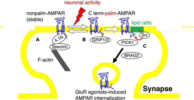 Membrane lipid rafts are required for AMPA receptor tyrosine phosphorylation.