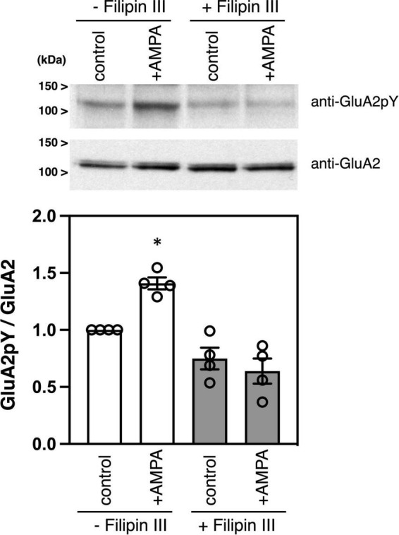 Membrane lipid rafts are required for AMPA receptor tyrosine phosphorylation.