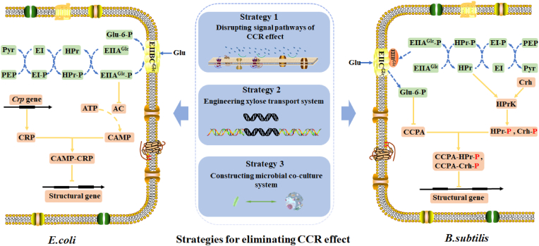 Biosynthesis of value-added bioproducts from hemicellulose of biomass through microbial metabolic engineering