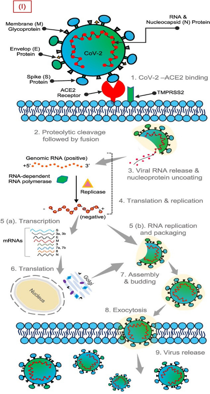 Amine-Functionalized Silver Nanoparticles: A Potential Antiviral-Coating Material with Trap and Kill Efficiency to Combat Viral Dissemination (COVID-19).