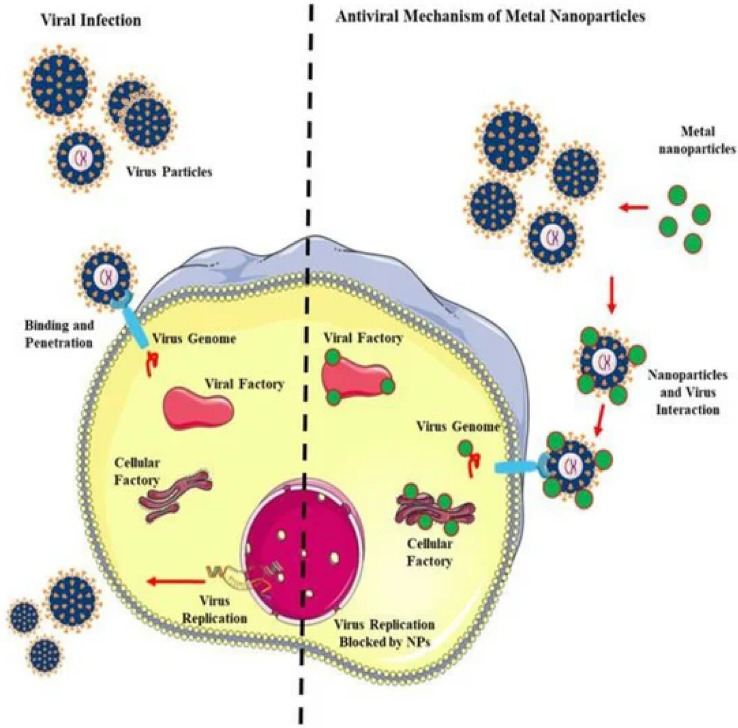 Amine-Functionalized Silver Nanoparticles: A Potential Antiviral-Coating Material with Trap and Kill Efficiency to Combat Viral Dissemination (COVID-19).