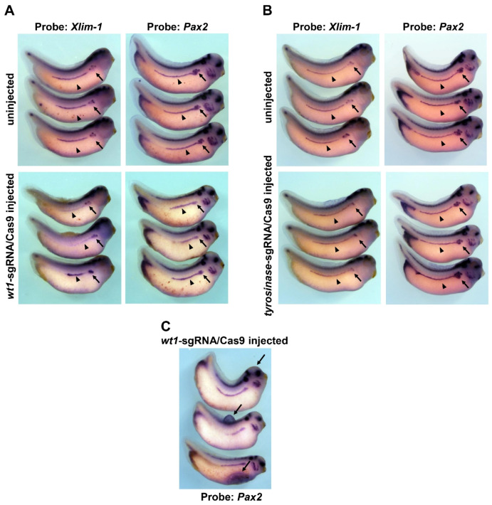 Appropriate Amounts and Activity of the Wilms' Tumor Suppressor Gene, <i>wt1</i>, Are Required for Normal Pronephros Development of <i>Xenopus</i> Embryos.