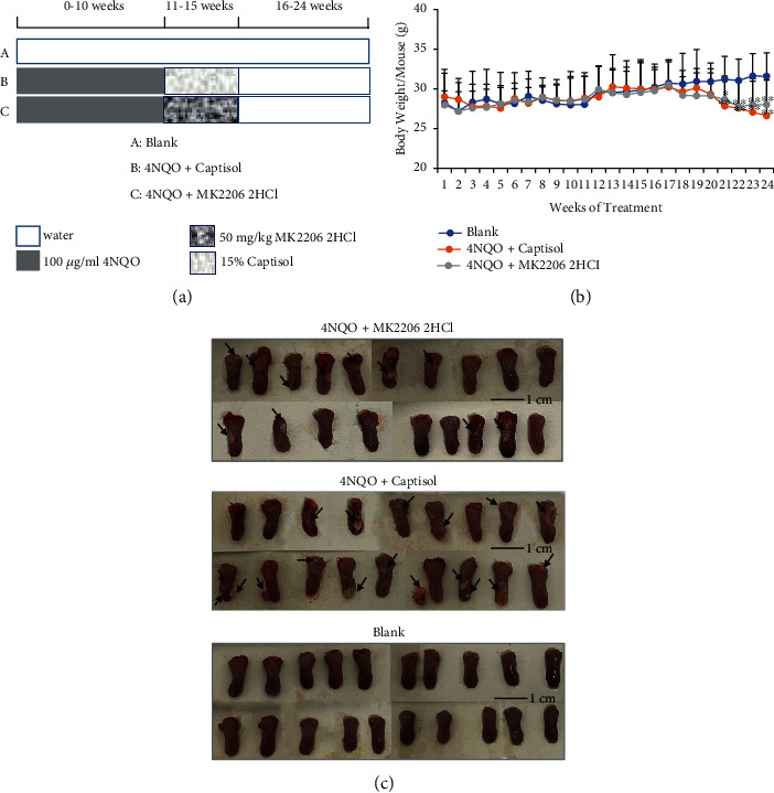 Chemoprevention of 4NQO-Induced Mouse Tongue Carcinogenesis by AKT Inhibitor through the MMP-9/RhoC Signaling Pathway and Autophagy.