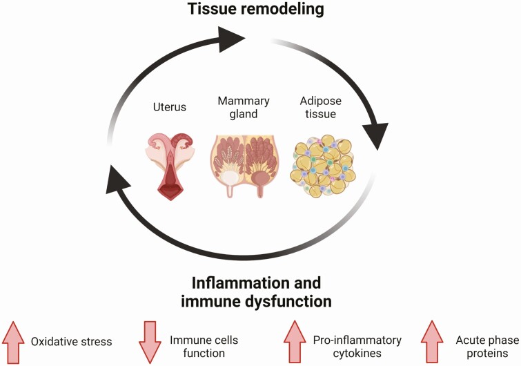 Modulating immunometabolism in transition dairy cows: the role of inflammatory lipid mediators.