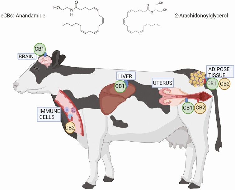 Modulating immunometabolism in transition dairy cows: the role of inflammatory lipid mediators.