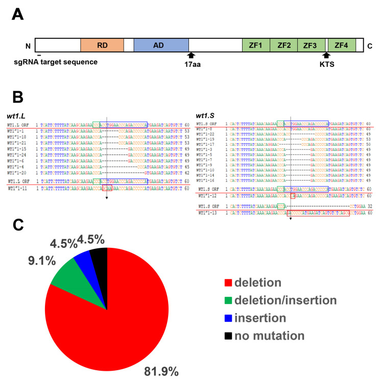 Appropriate Amounts and Activity of the Wilms' Tumor Suppressor Gene, <i>wt1</i>, Are Required for Normal Pronephros Development of <i>Xenopus</i> Embryos.