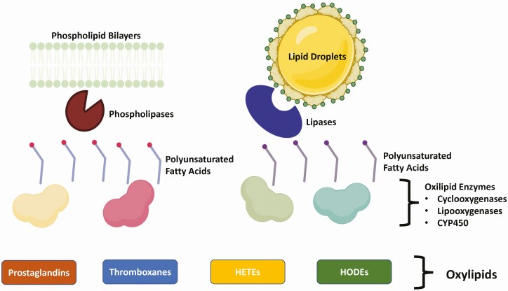 Modulating immunometabolism in transition dairy cows: the role of inflammatory lipid mediators.