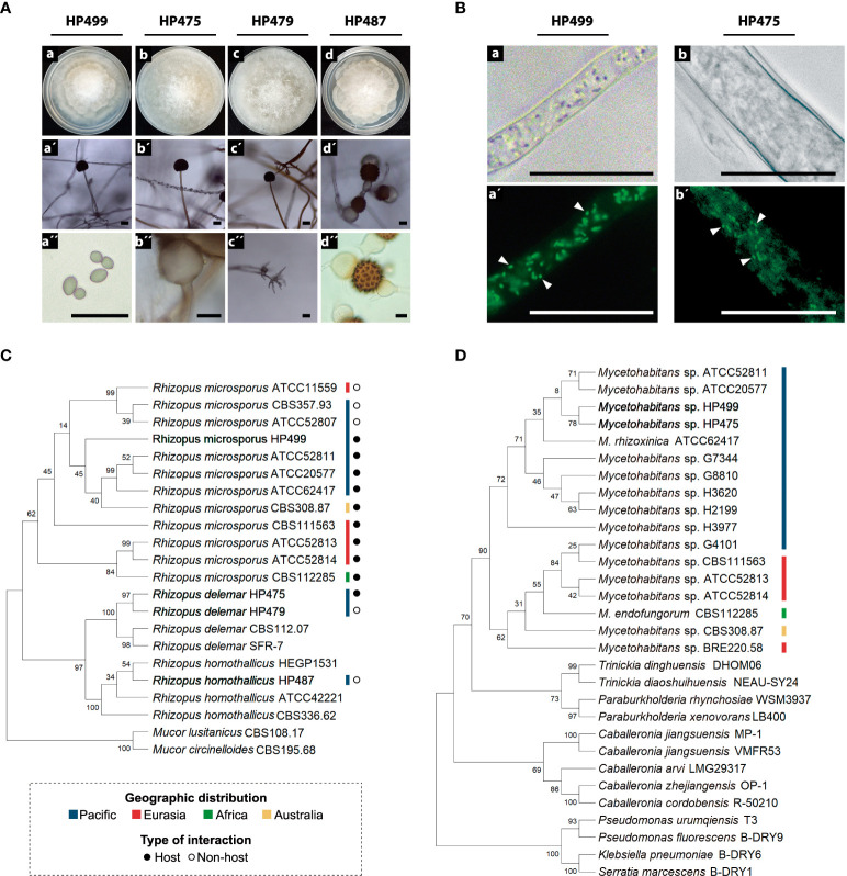 Symbiotic and toxinogenic <i>Rhizopus</i> spp. isolated from soils of different papaya producing regions in Mexico.