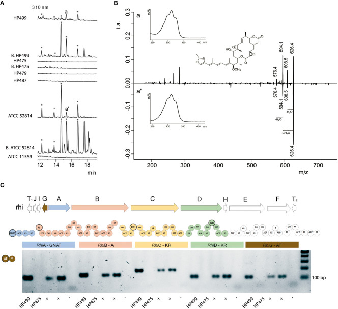 Symbiotic and toxinogenic <i>Rhizopus</i> spp. isolated from soils of different papaya producing regions in Mexico.