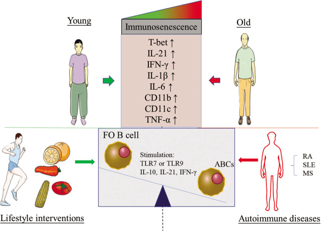 The ABC-associated Immunosenescence and Lifestyle Interventions in Autoimmune Disease.