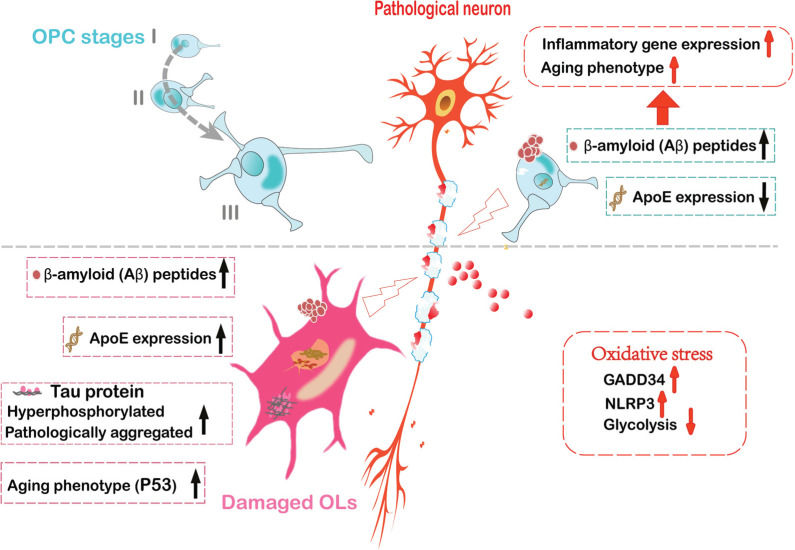 White Matter Damage in Alzheimer's Disease: Contribution of Oligodendrocytes.