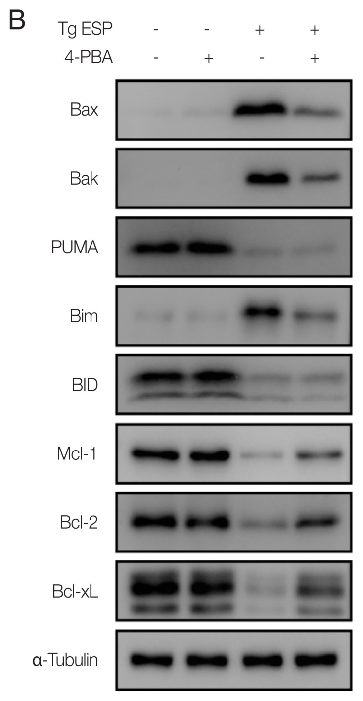 Erratum: Toxoplasma gondii Induces Apoptosis via Endoplasmic Reticulum Stress-Derived Mitochondrial Pathway in Human Small Intestinal Epithelial Cell-Line.