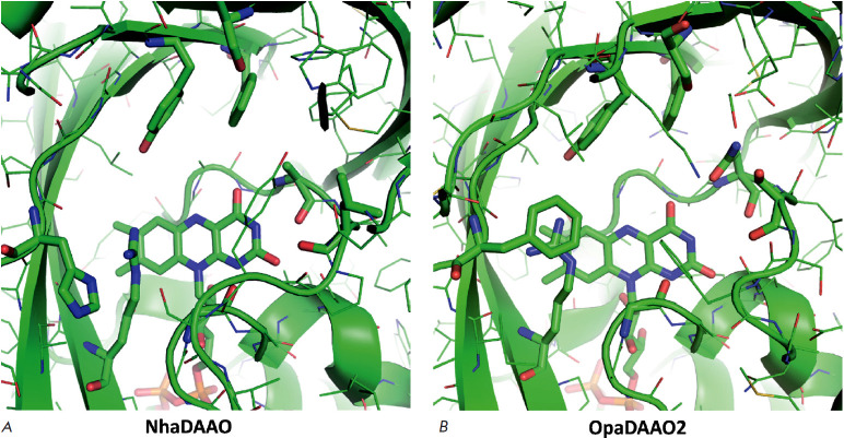 Bioinformatics-Structural Approach to the Search for New D-Amino Acid Oxidases.