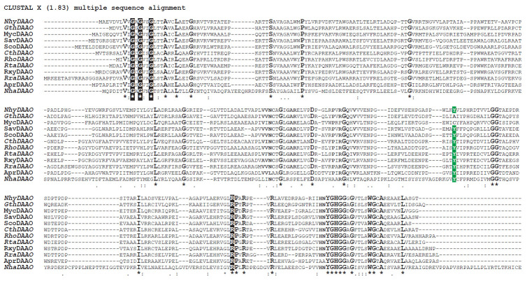 Bioinformatics-Structural Approach to the Search for New D-Amino Acid Oxidases.