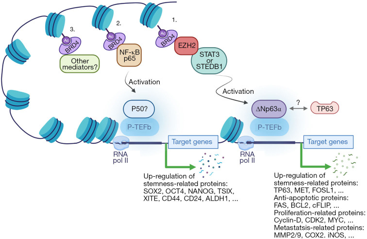 BRD4 regulates the induction and maintenance of cancer stem cells in squamous cell carcinoma.