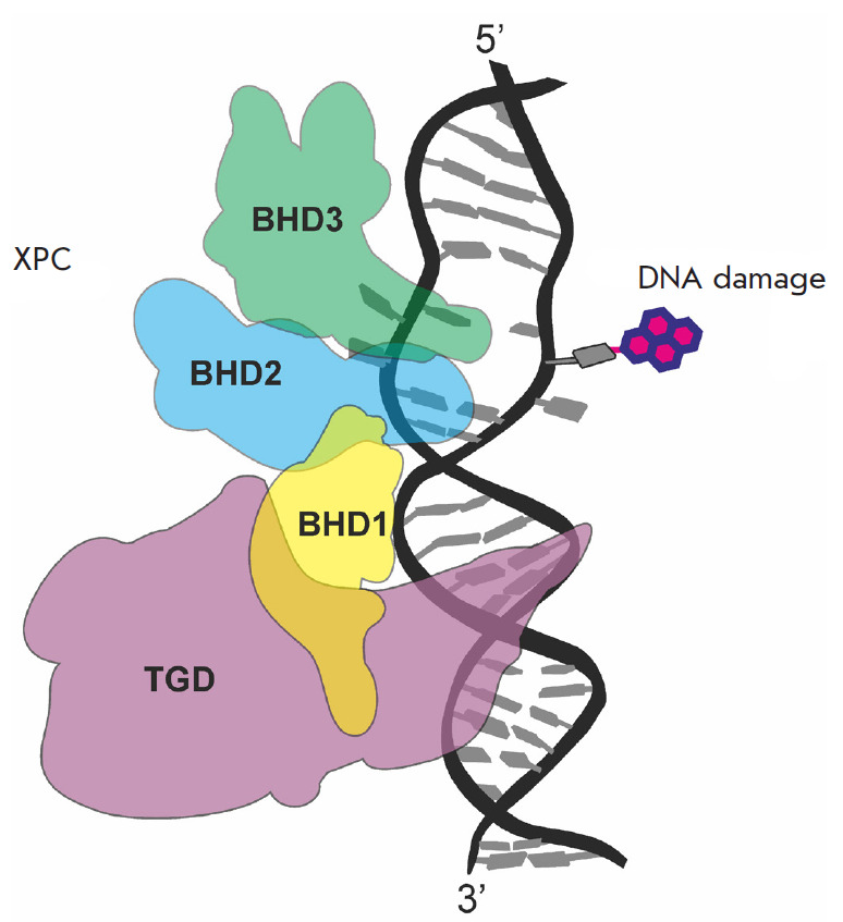 Bulky Adducts in Clustered DNA Lesions: Causes of Resistance to the NER System.