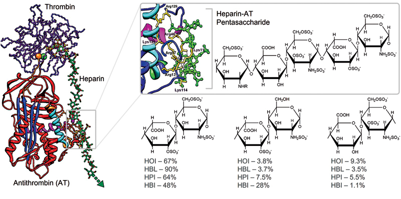 Anticoagulant Activity of Heparins from Different Animal Sources are Driven by a Synergistic Combination of Physical-chemical Factors.