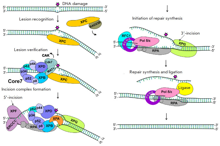 Bulky Adducts in Clustered DNA Lesions: Causes of Resistance to the NER System.