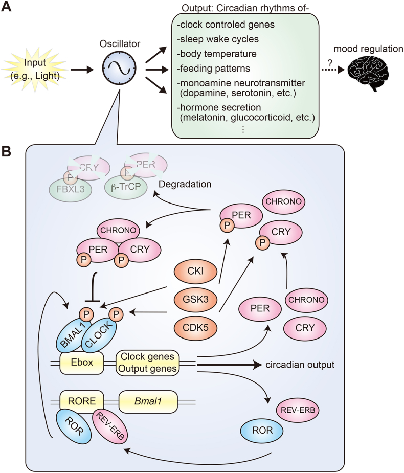 Mood phenotypes in rodent models with circadian disturbances