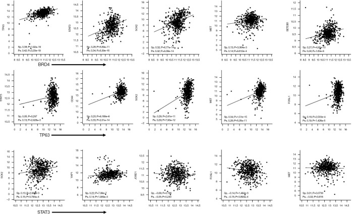 BRD4 regulates the induction and maintenance of cancer stem cells in squamous cell carcinoma.