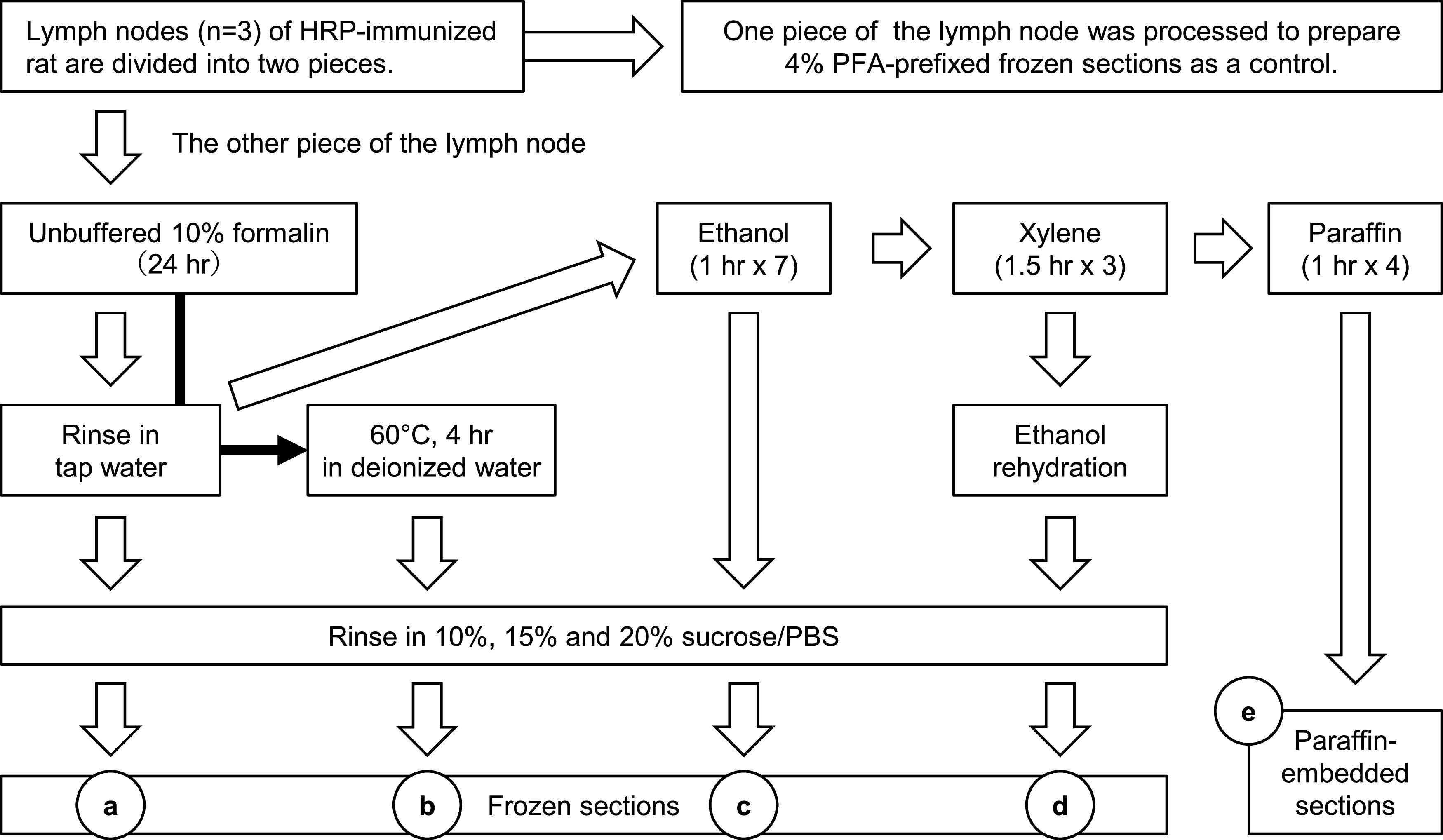 Enzyme-labeled Antigen Method: Factors Influencing the Deterioration of Antigen-binding Activity of Specific Antibodies during Formalin Fixation and Paraffin Embedding.