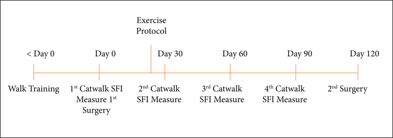 Use of aerobic treadmill exercises on nerve regeneration after sciatic nerve injury in spontaneously hypertensive rats.