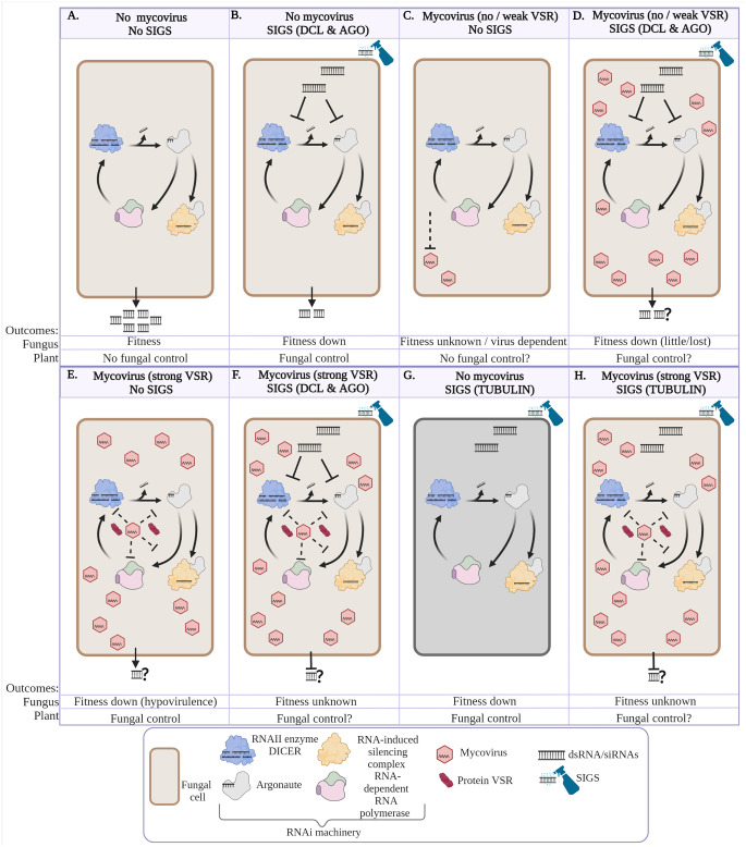 Mycovirus-encoded suppressors of RNA silencing: Possible allies or enemies in the use of RNAi to control fungal disease in crops.