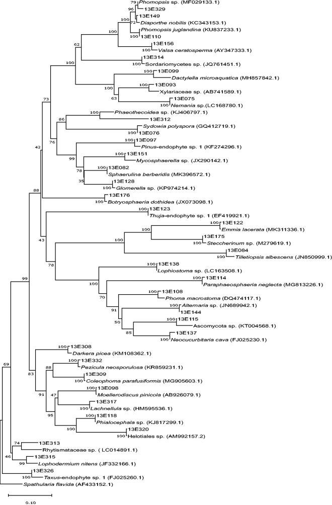 Community of Endophytic Fungi from Alpine Conifers on Mt. Seorak.