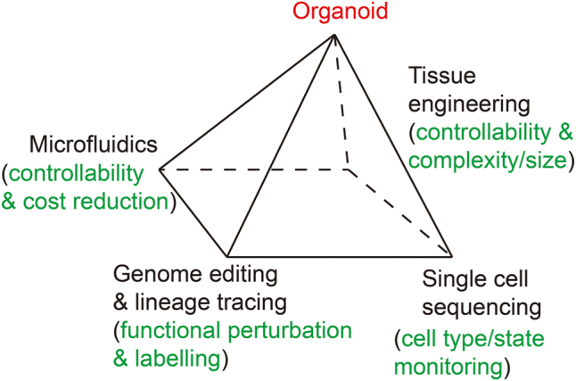 Organoid research on human early development and beyond.