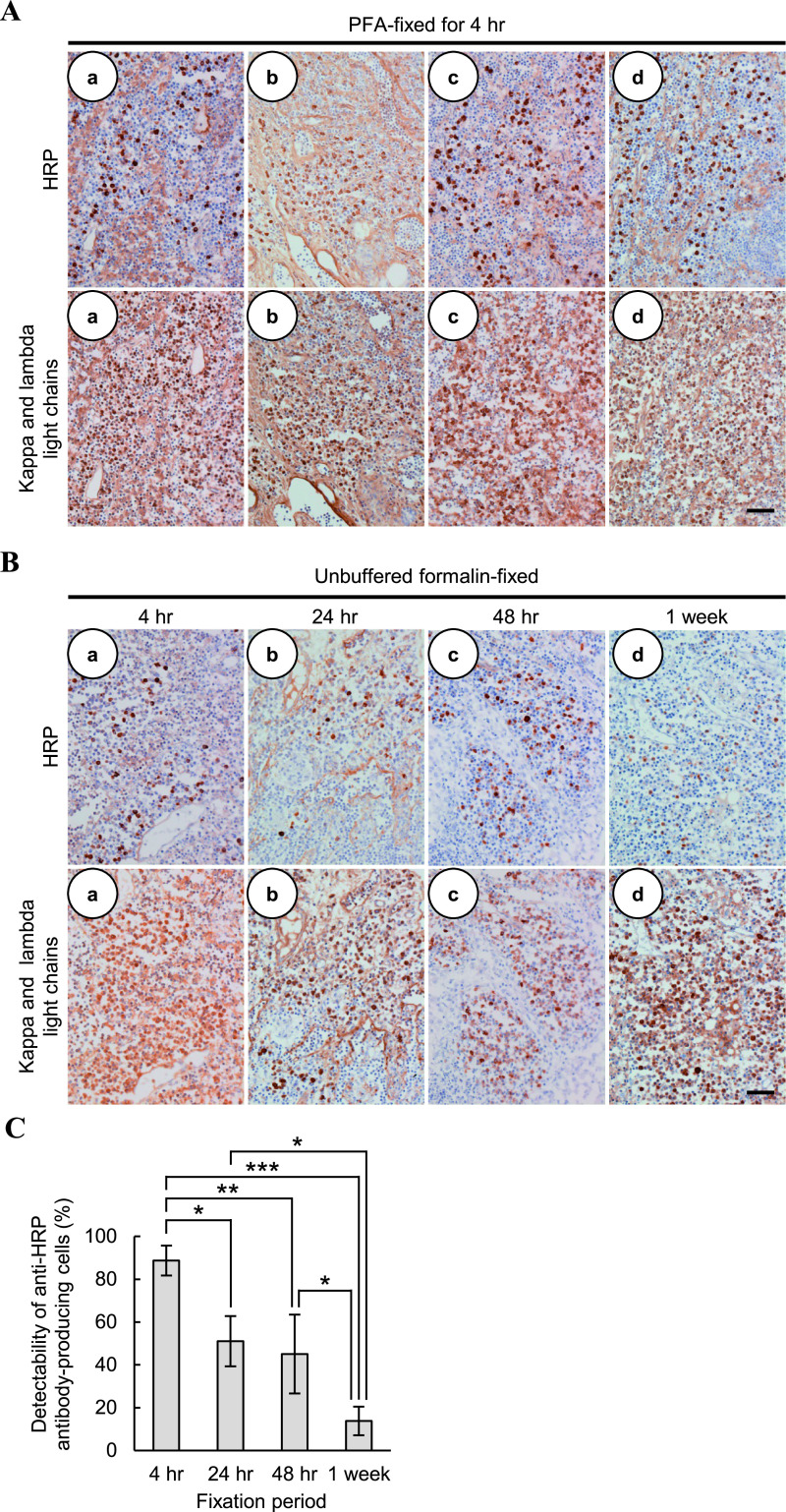 Enzyme-labeled Antigen Method: Factors Influencing the Deterioration of Antigen-binding Activity of Specific Antibodies during Formalin Fixation and Paraffin Embedding.