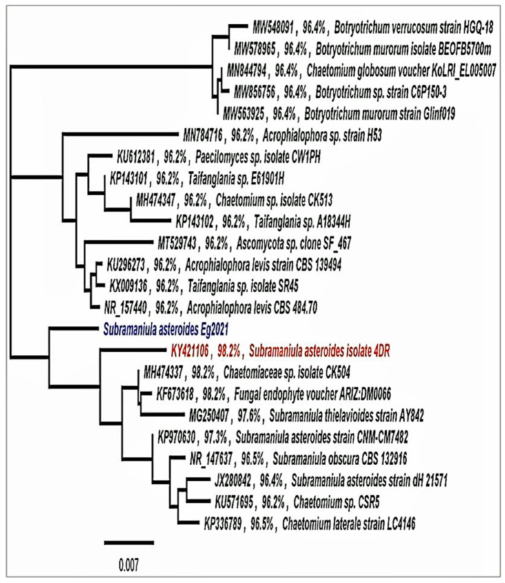 Morphological, Molecular and Metabolic Characterization of the Pigmented Fungus <i>Subramaniula asteroids</i>.
