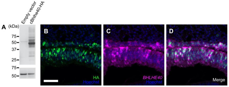 Involvement of a Basic Helix-Loop-Helix Gene <i>BHLHE40</i> in Specification of Chicken Retinal Pigment Epithelium.