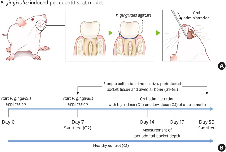 Effects of aloe-emodin on alveolar bone in <i>Porphyromonas gingivalis</i>-induced periodontitis rat model: a pilot study.