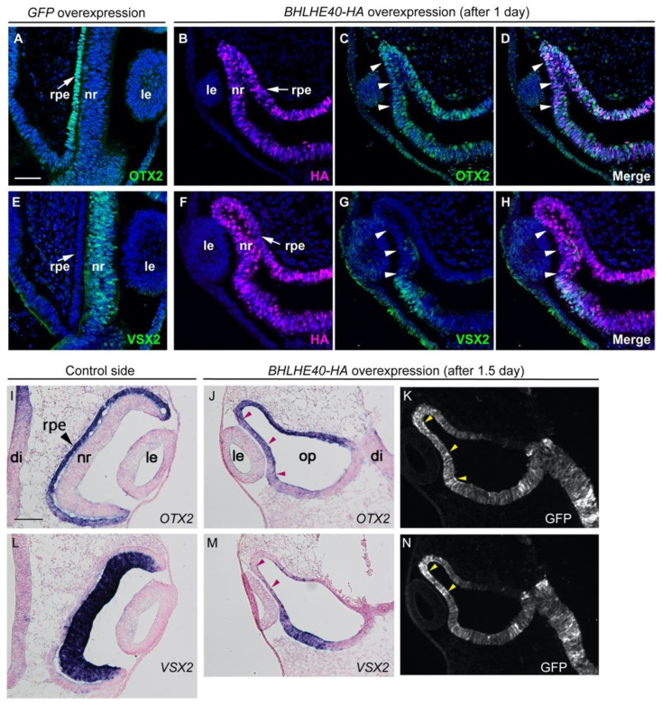 Involvement of a Basic Helix-Loop-Helix Gene <i>BHLHE40</i> in Specification of Chicken Retinal Pigment Epithelium.